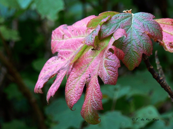 Bois des moutiers fall 2012 (57)